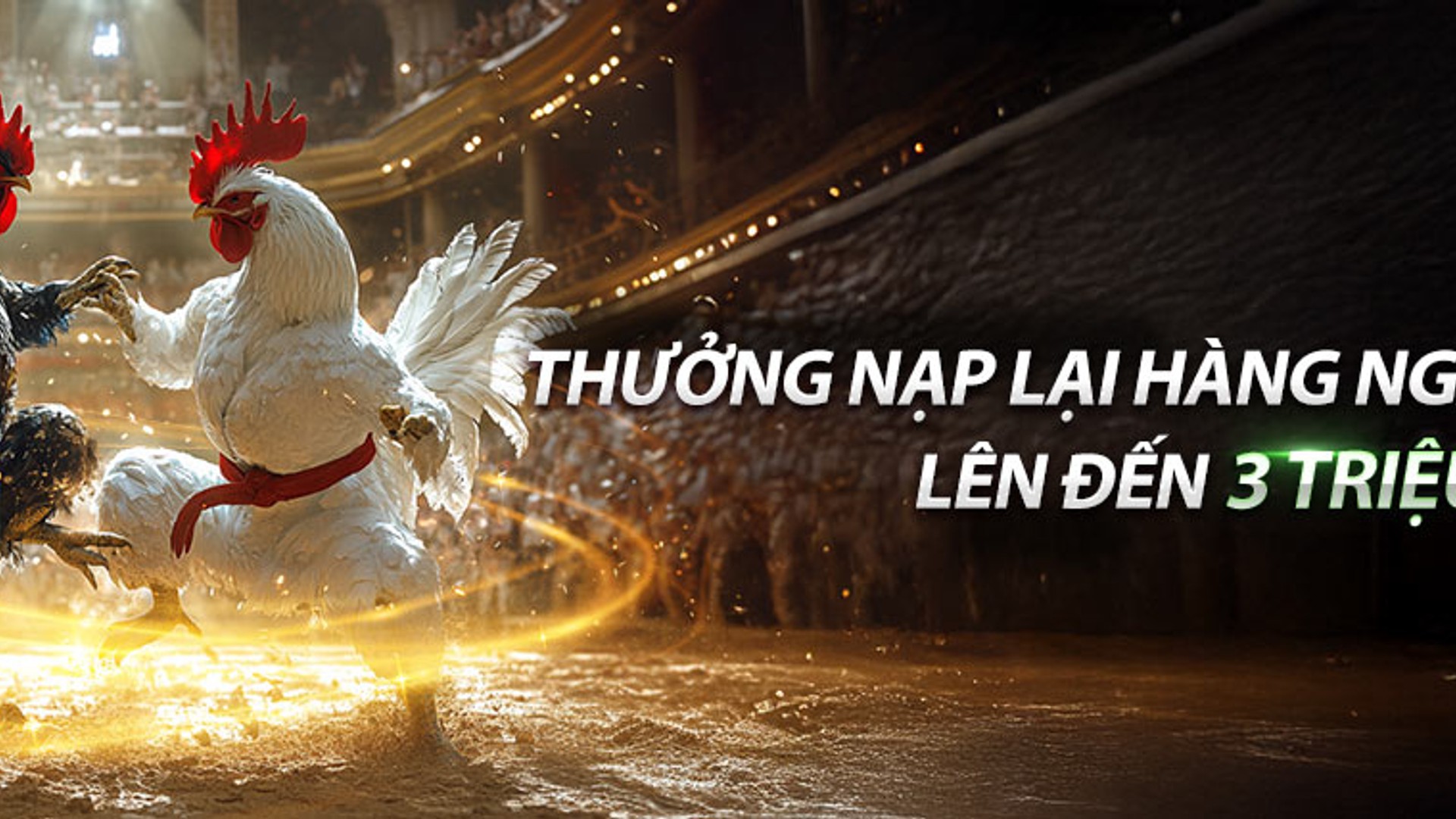 Hình ảnh sân đấu trực tiếp đá gà sôi động